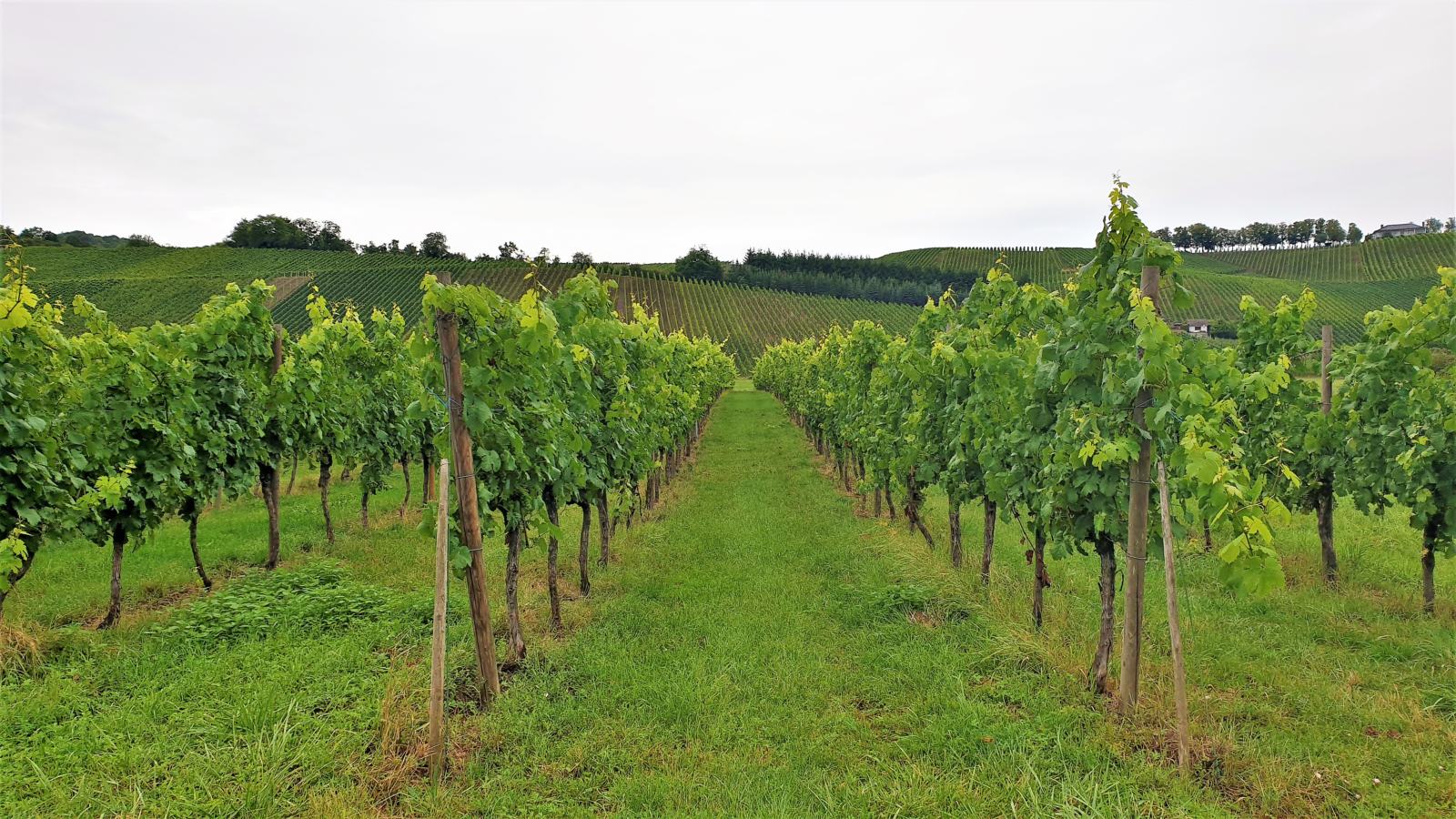 Vigneti lungo la Mosella