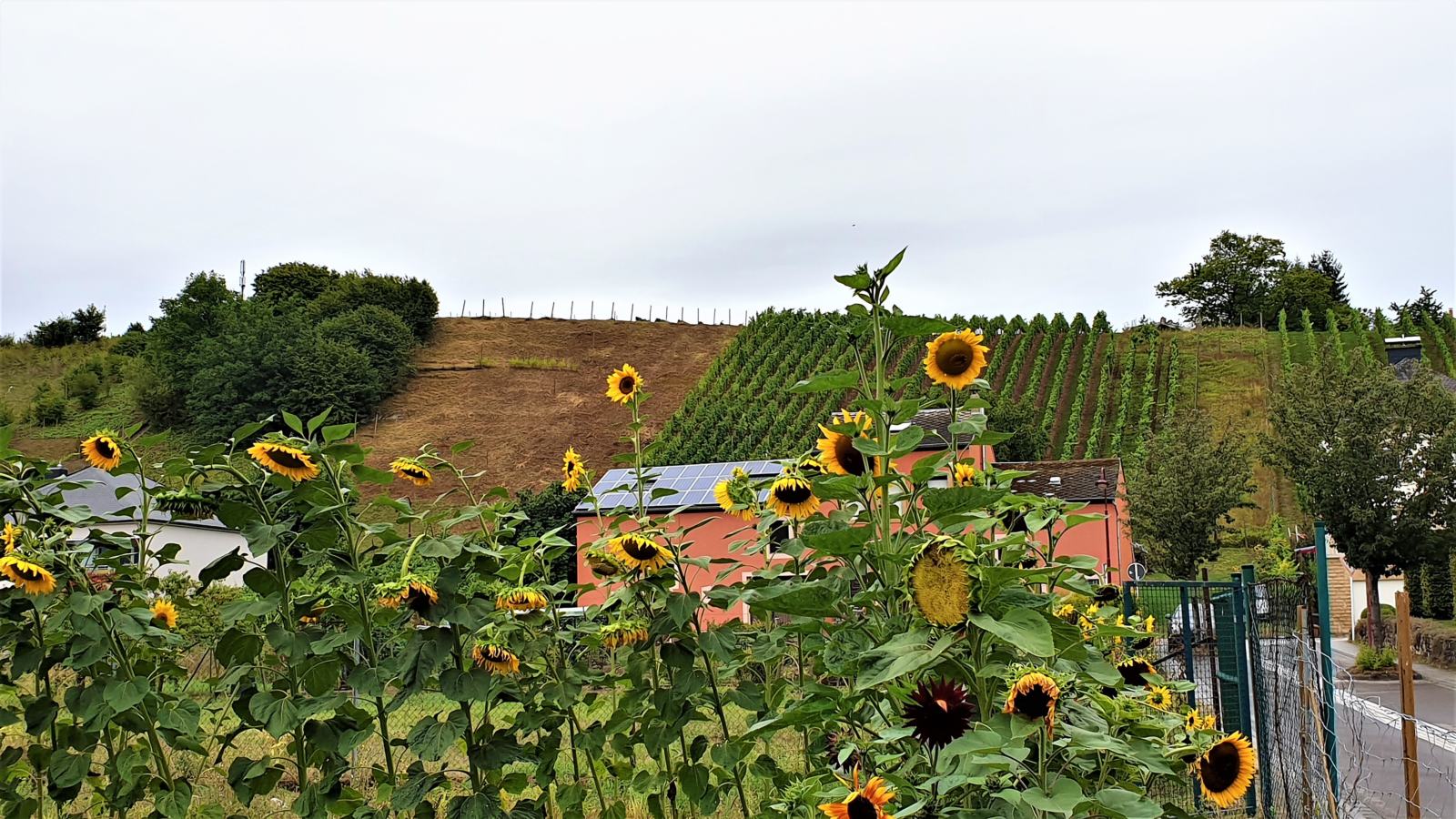 La strada del vino lungo la Mosella